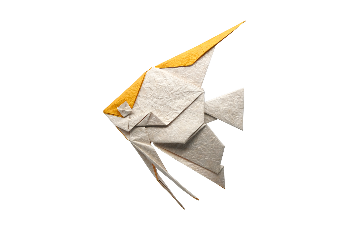 越前もみ和紙 Echizen Momigami Washi